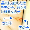 長くはっきりしている線は男の子、短く薄い線は女の子を表します。