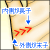 内側の線を長子、外側の線を末子の順番になります。