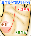 生命線の内側(金星丘)から伸びる