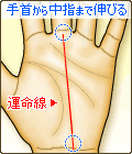 手首から中指まで伸びる