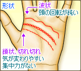 知能線の形状