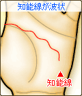 知能線が波状