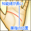 知能線が長い