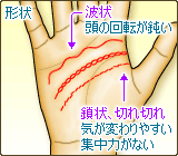 知能線の形状