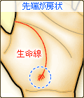 生命線の先端が房状