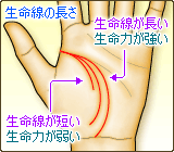 生命線の長さ