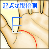 生命線の起点が親指側から始まる