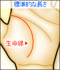 生命線が標準的な長さ