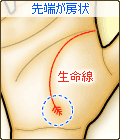 生命線の先端が房状