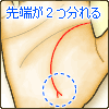 2つに分れる
