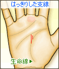 はっきりした線