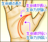 生命線の長さ