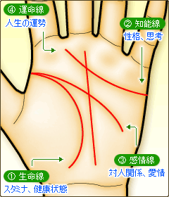 生命線、知能線、感情線、運命線