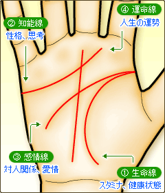 生命線、知能線、感情線、運命線
