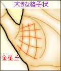 格子状が大きい